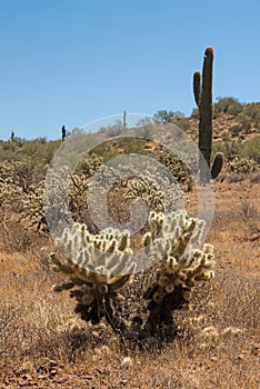 Chollas and Saguaros