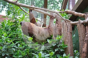 Choloepus Didactylus Two-toed Sloth animal climbing upside down on hanging tree