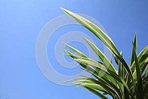 Cholorophytum comosum leaves isolated on blue sky