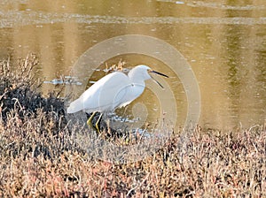 Chomp! Said the Snowy Egret