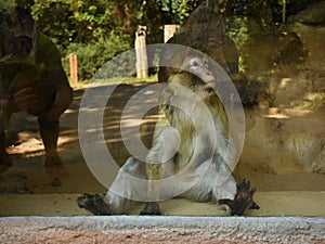 Chomutov, Czech republic - August 09, 2019: monkey posing in window in front of photographers in Zoopark Chomutov