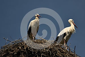 Chomutov, Czech republic - August 09, 2019: pelicans in Zoopark Chomutov