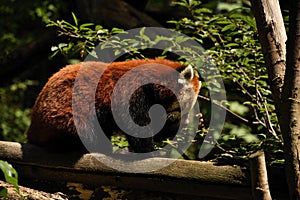 Chomutov, Czech republic - August 09, 2019: red panda in Zoopark Chomutov