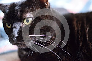 Chomutov, Czechia - January 30, 2023: black cat Violka