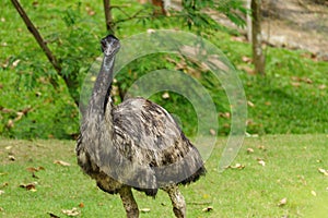 Chonburi, Thailand - July 22, 2018: Ostrich bird and front portrait in the Khao Kheow Open Zoo at Siracha.