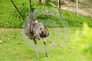 Chonburi, Thailand - July 22, 2018: Ostrich bird and front portrait in the Khao Kheow Open Zoo at Siracha.