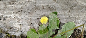 The Structural Complexity of Chondrilla: Analyzing the Skeletal Anatomy and Taxonomy of Verongida Sponges