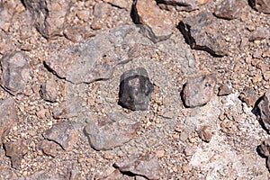 Chondrite Meteorite, a piece of rock formed in outer space in the early stages of Solar System as asteroids. This meteorite comes