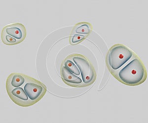 The chondrocyte in cartilage matrix has rounded or polygonal structure