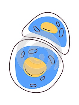Chondrocyte Human Cell