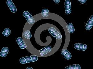 Chondrocytes photo