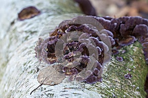 Chondrostereum purpureum fungus closeup selective focus