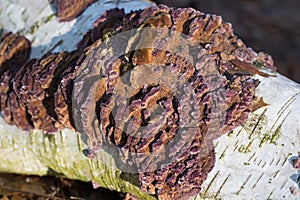 Chondrostereum purpureum fungus closeup selective focus