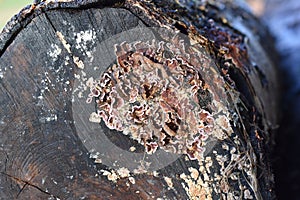 Chondrostereum purpureum fungus on log