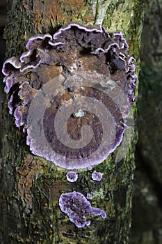 Chondrostereum purpureum has a classic fungus on it that parasitizes it - Cladobotryum stereicola from the Hypocreaceae family