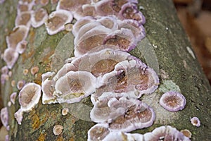 Chondrostereum purpureum is largely a saprophyte but can be a weak parasite on living hardwoods