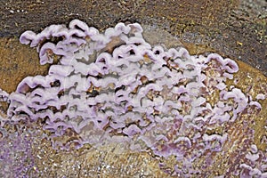 Chondrostereum purpureum is largely a saprophyte but can be a weak parasite on living hardwoods