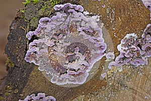 Chondrostereum purpureum is largely a saprophyte but can be a weak parasite on living hardwoods