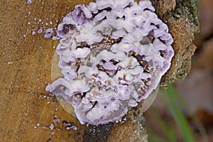 Chondrostereum purpureum is largely a saprophyte but can be a weak parasite on living hardwoods