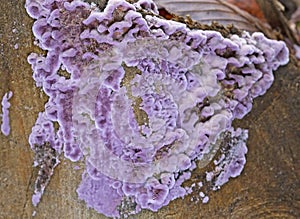 Chondrostereum purpureum is largely a saprophyte but can be a weak parasite on living hardwoods