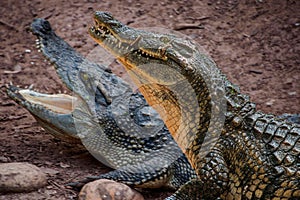 Chongqing crocodile center of the crocodile pool