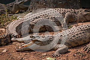 Chongqing crocodile crocodile pool center