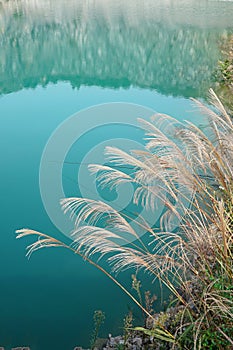 Natural Mine Park Lake with grass photo