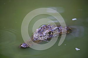 Chongqing Water Crocodile Alligator Center
