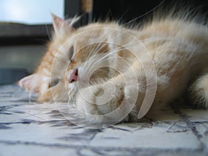 A Close Up Look of a Paw of a Cream Tabby Cat