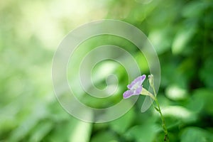 Choose the focus point on the flower,Fresh greenn background with copy space