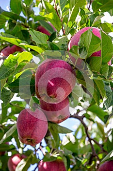 Choose me! Bright red apple ready for picking.  Washington State photo