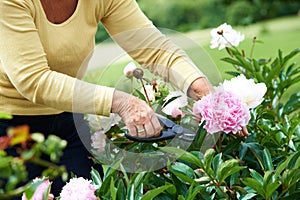 Choosing her favourite. Cropped image of a senior woman pruning flowers in her garden.
