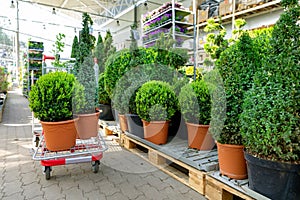 Choosing ornamental plants at garden center