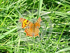 A chopped aurelia Polygonia c-album with wings wide, sitting in the grass