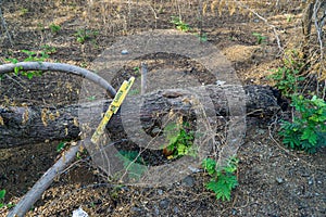 Chopped and burned tree with the sign: The world is our garden, take care. Enviromental protection.