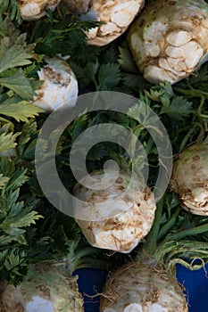 Chopped celery root. Large roots.
