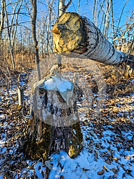 Chopped down  by a beaver. A tree stump and the tree cut by a beaver. Winter. It waits for spring.