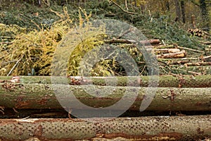 Chopped down logs in a forest