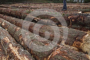 Chopped down pine trees logs