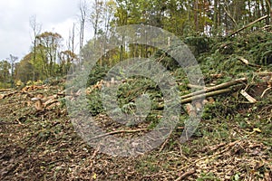 Chopped down trees in a forest
