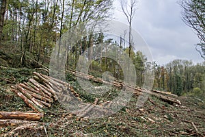 Chopped down trees in a forest