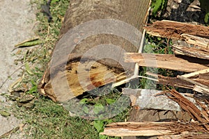 Chopped down and uprooted tree logs and branches display after a natural disaster super cyclone `UmPun` at India, May