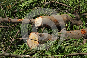 Chopped down and uprooted tree logs and branches display after a natural disaster super cyclone `UmPun` at India, May