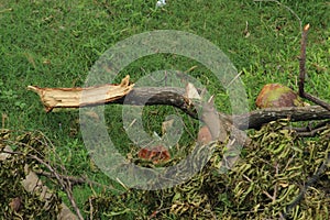 Chopped down and uprooted tree logs and branches display after a natural disaster super cyclone `UmPun` at India, May