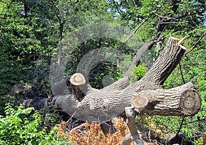 Chopped fallen tree trunk