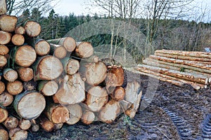 Chopped firewood and logs stacked together in a storage pile in a lumberyard. Wooden background with texture and