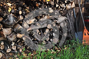 Chopped firewood stacked on green grass. Timbers woodpile logs backdrop