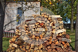 Chopped Firewood Stacked Between Two Trees