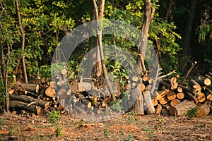 Chopped firewood under trees