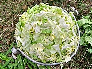 Chopped green sliced cabbage vegetable ready for curry and salad
